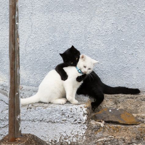 Photographer Masayuki Oki Focuses a Humorous Lens on Japan's Feline Residents — Colossal Cat Island, Mean Cat, Cat Reference, Cat Photography, White Cats, Stray Cat, Pretty Cats, Cat Drawing, 귀여운 동물