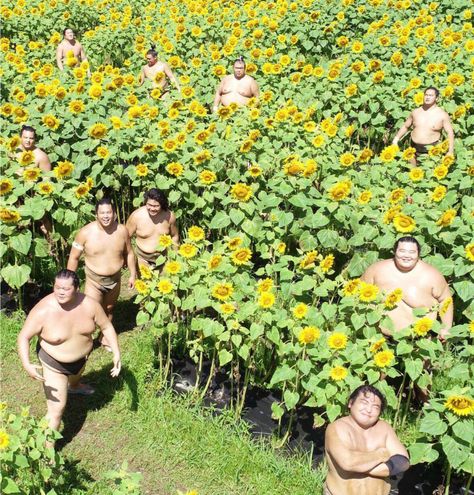 Field Art, Sumo Wrestler, Sunflower Photo, Sunflower Field, Sunflower Fields, Cover Pics, Minneapolis, Make You Smile, Album Covers