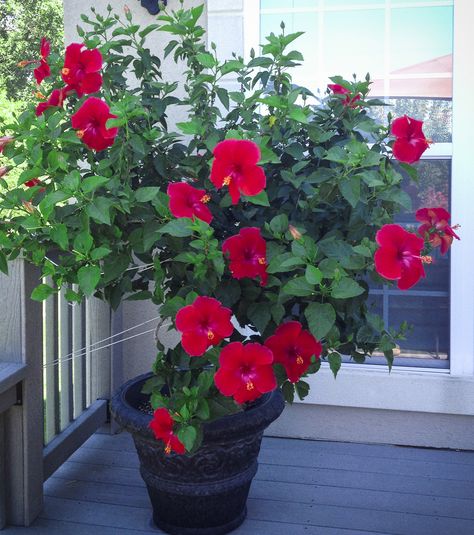 Hibiscus Tree, Hibiscus Garden, Flower Garden Plans, Hardy Hibiscus, Hibiscus Plant, Plant Fungus, Flower Window, Garden Makeover, Wonderful Flowers