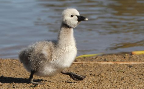 8 baby animals that don't look like their parents | MNN - Mother Nature Network Baby Swan, Harp Seal, Wild Baby, Seal Pup, Incredible Creatures, Tree Hugger, Baby Chicks, Endangered Species, Children Illustration