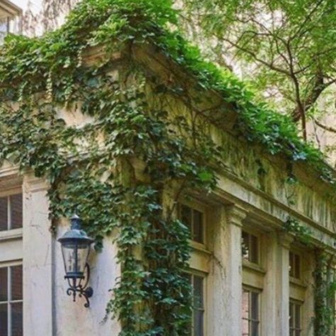 Ivy Growing On Wall, Vines On Wall, Types Of Vines, Vines Outdoor, Overgrown Vines, Aesthetic Vines, Vines Aesthetic, Melissa Penfold, Aesthetic House Exterior