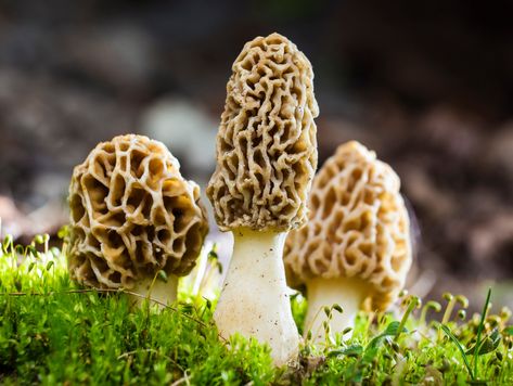 Growing Morel Mushrooms at Home Morrell Mushrooms, Jubilee Activities, Forest Medicine, Growing Morel Mushrooms, Spore Druid, Mushroom Pappardelle, Cooking Mushrooms, Mushroom Chili, Mushrooms Growing