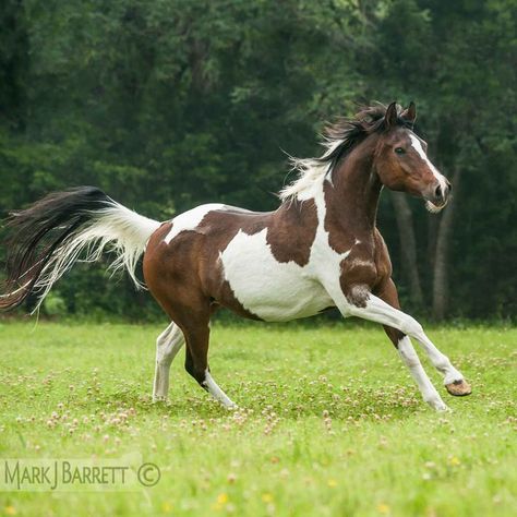 pinto horse | Bay Pinto horse :: National Show Horse/Pinto cross mare | Horses ... Tobiano Horse, Fantasy Mounts, American Paint Horse, Paint Horses, Pinto Horse, American Saddlebred, Show Horse, American Paint, Paint Horse