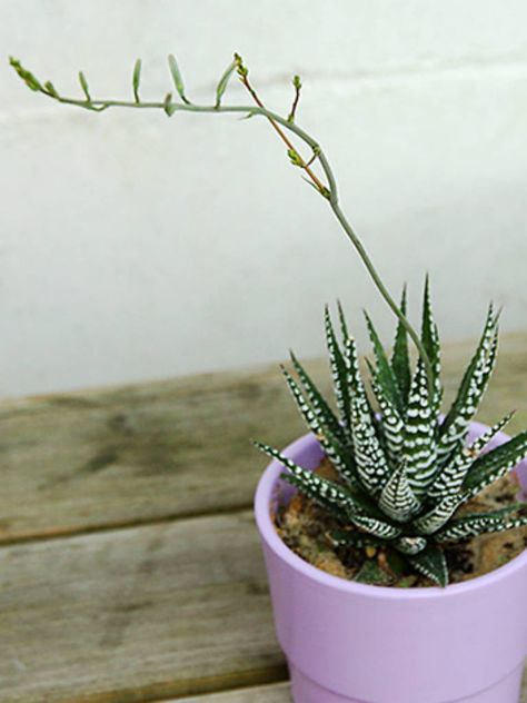 Haworthia attenuata – Zebra Plant → Plant profile and more photos at: http://worldoffloweringplants.com/haworthia-attenuata-zebra-plant/ Zebra Succulent, Cactus Farm, Kaktus Dan Sukulen, Making Plant Pots, Zebra Plant, Cactus Planta, Succulent Landscaping, Best Perennials, Succulent Gardening