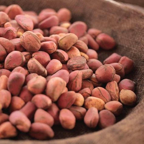 Kola Nut: The Little-Known Ingredient that Supports Energy Levels Plants Types, Kola Nut, Natural Diuretic, Healthy Nuts, Headache Prevention, Caffeine Content, Blood Sugar Control, Sports Drink, Herbal Supplements