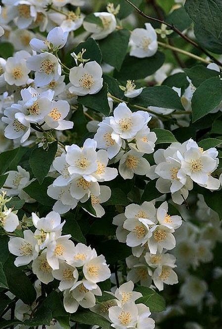 Jasmine Aesthetic, White Jasmine Flower, Water Violet, Jasmine Plant, White Jasmine, Flower Meanings, Nothing But Flowers, Jasmine Flower, Moon Garden