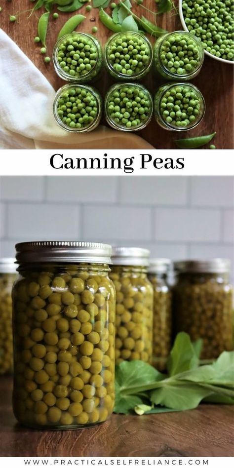 Pressure Canning Fresh Peas - Put away your water bath canner, it's time to get pressure canning! Whether you're canning garden-fresh field peas, snow peas, black-eyed peas, sugar snap peas, or another variety of this tasty springtime veggie, you can do it easily with 3 ingredient canning recipe. Pressure canning for beginners doesn't have to be intimidating. Learn how to preserving garden peas for long-term food storage! Canning Peas, Canning Garden, Pressure Canning Meat, Canned Peas, Canning For Beginners, Field Peas, Canning Beans, Garden Peas, Easy Canning