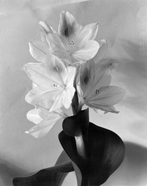 Imogen Cunningham's Sublime Close-Up Botanical Photos from the 1920s and 30s - Flashbak Imogen Cunningham, Simple Subject, Color Aesthetic, Alfred Stieglitz, Photography Jobs, Magnolia Blossom, Photo Board, Inspiration Photography, Abstract Flower Painting