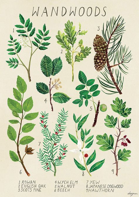 Harry Potter Plants, Types Of Trees, Arte Indie, Trees Art, Forest Trees, Botanical Drawings, Art Collage Wall, Botanical Illustration, Art Paint