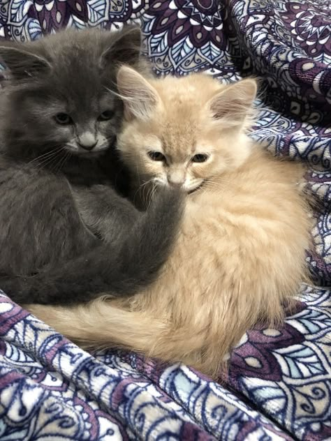 Gray And Orange Cats Together, Brown And White Cats Cuddling, Kat Aestethic, Grey Cat And Orange Cat, Grey And Orange Cat, Baby Brothers, Orange Kittens, Blonde Cat, Grey Kitten