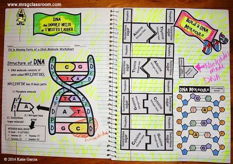 DNA - science interactive notebook #7thgradescience Monster Worksheet, Biology Interactive Notebook, Vocabulary Foldable, Dna Activities, Science Interactive Notebooks, Create A Monster, Punnett Squares, Basic Vocabulary, Student Notes