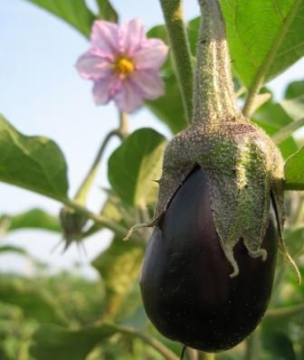 Musaqa'a (moo-sa-KAH) is similar to French ratatouille. Though the pronunciation is the same, and both contain eggplant, this vegetarian dish is not the same as Greek moussaka. Plant Eggplant, Growing Eggplant, Eggplant Plant, Egg Plant, Growing Veggies, Garden Veggies, Starting A Garden, Veg Garden, Growing Fruit