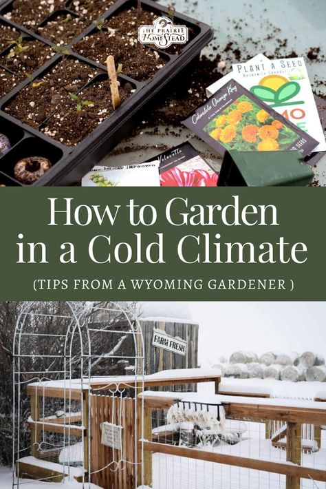 How to Garden in a Cold Climate: Tips from a Wyoming Gardener Gardening In Cold Climates, Off Grid Cold Climate, Gardening In Wyoming, Cold Climate Garden, Wyoming Gardening, Maine Gardening, Wyoming Homestead, The Prairie Homestead, Cold Climate Gardening