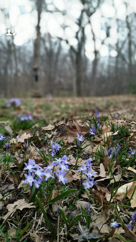 First Signs Of Spring, Signs Of Spring, Spring Photography, Spring Sign, Mood Board, Photography