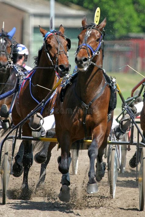 Standardbred Racing, Horse Running, Harness Racing, Finish Line, Photo Image, Horses, Stock Photos, Running, Quick Saves