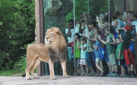 You can get this close to an African lion at the Cincinnati Zoo Africa exhibit! Lion Zoo Exhibit, Dream Things, Cincinnati Zoo, Animal Conservation, In The Zoo, African Lion, Endangered Animals, Thrill Ride, Ap Art