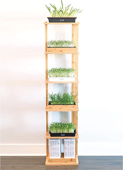 Amazon.com : HAMAMA Grow Shelf – Bamboo Plant Stand for HAMAMA Microgreen Trays – 6 Layer Seed Starter Tray Display Shelf Organizer – Space Saver Plant Shelf for Microgreens, Sprouting Seeds & Germination Tray : Patio, Lawn & Garden Grow Shelf, Loft Plants, Shady Patio, Seeds Germination, Bamboo Plant Stand, Seedling Tray, Corner Plant, Sprouting Seeds, Healing Garden