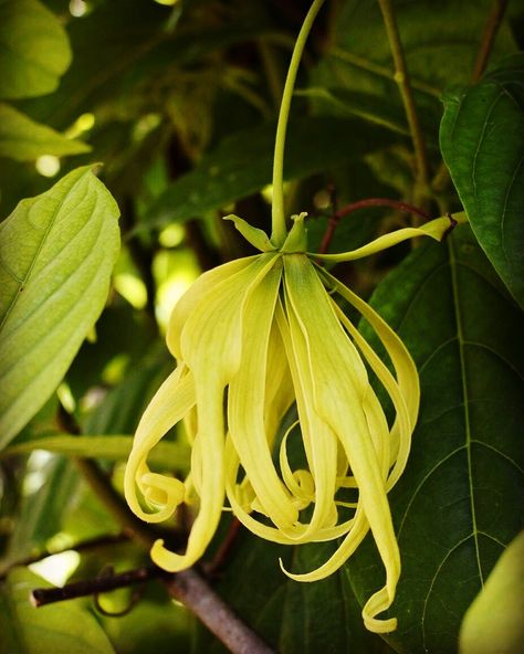 Cananga fruticosa Flower Collection, Flower Therapy, Ylang Ylang, Indian Fashion, Plants, Flowers, Quick Saves