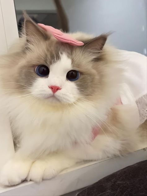 Ragdoll Cat Breed, Dream's Cat, Cute Small Animals, Image Chat, Cute Little Kittens, Cute Cats Photos, Pretty Animals, Cat Aesthetic, Funny Cute Cats