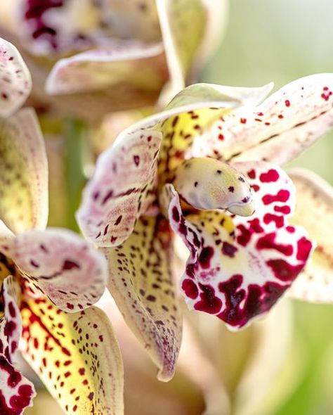 Orchid Care - How To Look After Orchids Orchid Rebloom, Orchid Food, Orchids In Water, Orchid Varieties, Orchid Leaves, Types Of Orchids, Growing Orchids, Exotic Orchids, Time And Time Again