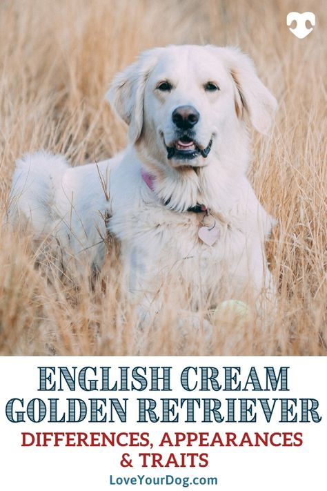 English Retriever Puppy, White English Cream Golden Retriever, Breeding Golden Retrievers, White Golden Retrievers, English Cream Golden Retriever Puppy, English Creme Golden Retriever, Cream Golden Retriever Puppy, Cream Retriever, English Retriever