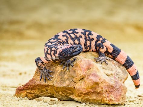 Gila monster Desert Lizards, Lizard Types, Lizard Species, Large Lizards, Gila Monster, Dream Meaning, Desert Animals, Dangerous Animals, Mountain Lion