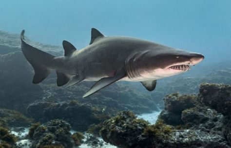 Sand Tiger Shark, Sand Shark, Zebra Shark, Types Of Sharks, Shark Photos, Species Of Sharks, Nurse Shark, Bbc Earth, Water Creatures