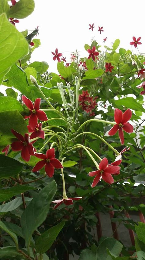 Rangoon creeper Rangoon Creeper, Plants Names, Flower Aesthetics, Resort Ideas, Inspiring Nature, Tree Flowers, Floral Wedding Decorations, Red Blossoms, Tonga