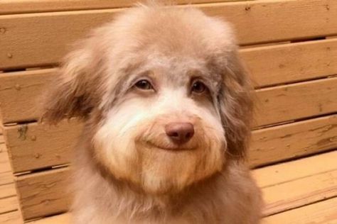 Smiling Animals, World Smile Day, Almond Shaped Eyes, Big Brown Eyes, Poodle Mix, Bob Ross, Chewbacca, Human Face, Animal Memes