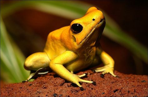 Golden Poison Dart Frog: Not So Pretty  With the tiniest amount of poison (about 2 micrograms) this little frog can make another animal’s heart stop. Although you might be tempted to touch these beautiful, multi-colored little creatures – don’t! The poison isn’t hidden – but waiting for unsuspecting victims on the frog’s skin. Poison Arrow Frog, Poisonous Animals, Poison Frog, Poison Dart Frog, Poison Dart, Dart Frog, Dangerous Animals, Endangered Animals, Puppy Care