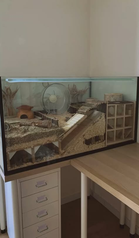 Hamsterscaping 100x50x60 cm Tank Hamster Fish Tank Cage, Diy Hamster Enclosure, Mouse Cage Ideas Diy, Hamster Enclosure Ideas Diy, Gerbils Cage Ideas, Aquarium Hamster Cage, Mouse Tank Setup, Proper Hamster Cage, Hamster Cage Ideas Diy Homemade