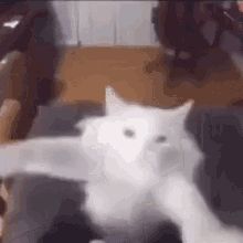 Cat GIFs | Tenor Dancing Cat Gif, White Cat Meme, Happy Cat Gif, Drunk Cat, Cat Animated, Jumping Cat, Happy Gif, Cat Talk, Image Cat