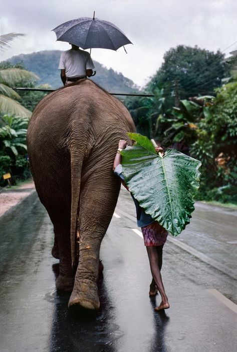 Young Man Walks Behind Elephant by Steve McCurry #Photography #Elelphant India Travel Guide, Steve Mccurry, Tulum Mexico, An Elephant, Bhutan, Kochi, 인물 사진, Wanderlust Travel, Mongolia