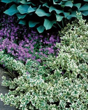 Variegated Euonymous Wintercreeper Euonymus Fortunei, Red Twig Dogwood, Twig Dogwood, Garden Shrubs, Fine Gardening, Diy Gardening, Low Maintenance Garden, Small White Flowers, Plant Combinations