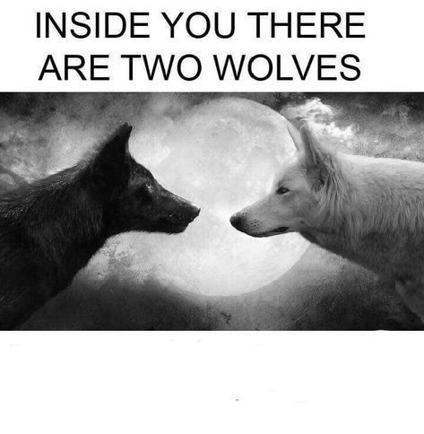 Wolf Meme, Two Wolves, Alpha Wolf, Howl At The Moon, Meme Template, Best Funny Videos, Funny Cartoons, Best Memes, Wolves