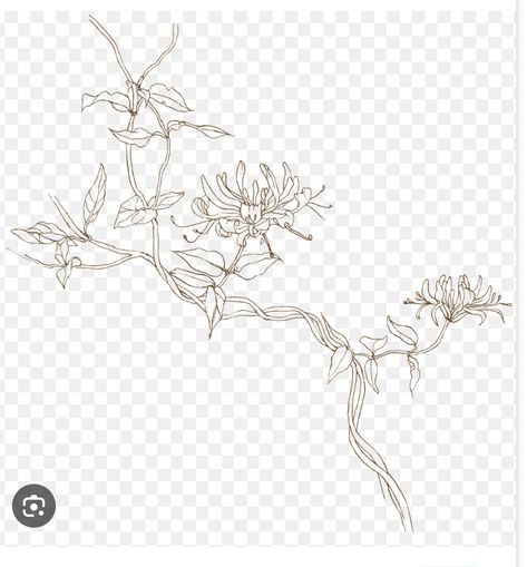 Victorian Flower Drawing, Honey Suckle Vines, Honey Suckle Tattoo Flower, Trailing Flower Tattoo, Honeysuckle Flower Drawing, Honeysuckle Vine Tattoo, Honey Suckle Flowers Tattoo, Honeysuckle Tattoo Design, Honeysuckle Tattoo Simple