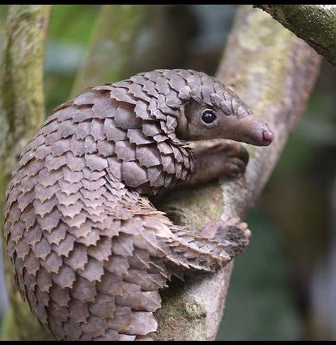 A Pangolin. They are one of the most trafficked mammal due to there scales and in China there meat is considered… | Wild animals photography, Rare animals, Pangolin Rare Animals Photography, Pangolin Photography, Baby Pangolin, No Teeth, Wild Animals Photography, Unusual Animals, Rare Animals, Creature Feature, Wild Dogs