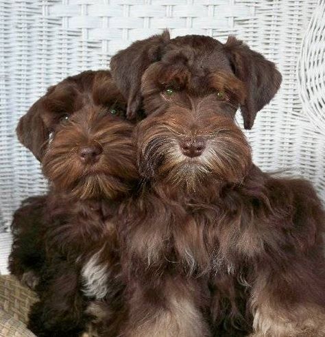 Cute! Liver Schnauzer Puppy, Brown Miniature Schnauzer, Mini Schnauzer Brown, Mini Snauzers Brown, Brown Mini Schnauzer, Liver Schnauzer, Brown Schnauzer, Schnauzer Breed, Schnauzer Mix