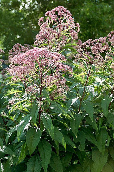 Tall Perennial Flowers, Joe Pye, Big White Flowers, Late Summer Flowers, Garden Backdrops, Perennial Border, Border Plants, Tall Flowers, Have Inspiration