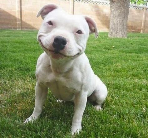 Dog Dimples Staffordshire Terriers, Pit Bull Love, Smiling Dogs, It's Friday, Baby Dogs, Happy Dogs, Cuteness Overload, Pitbull, I Love Dogs