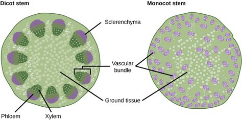 Part A is cross section of a dicot stem. In the center of the stem is ground tissue. Symmetrically arranged near the outside of the stem are egg-shaped vascular bundles; the narrow end of the egg points inward. The inner part of the vascular bundle is xylem tissue, and the outer part is sclerenchyma tissue. Sandwiched between the xylem and sclerenchyma is the phloem. Part B is a cross section of a monocot stem. In the monocot stem, the vascular bundles are scattered throughout the ground tissue. Ground Tissue, Plant Physiology, Cell Forms, Plant Structure, Plasma Membrane, Tissue Types, Plant Tissue, Notes Online, Biology Notes