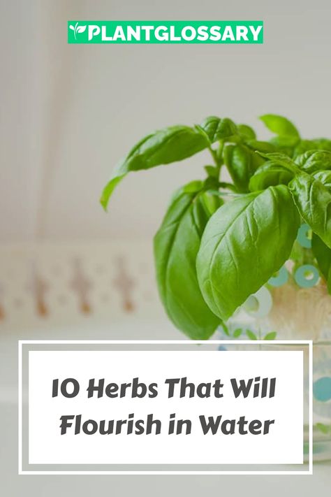 Imagine the convenience of growing herbs without soil. This article introduces 10 amazing herbs you can grow in water, offering a straightforward approach to indoor gardening. Learn how to cultivate these herbs using just water, and enjoy the fresh, homegrown flavors they bring to your kitchen. Herbs That Can Grow In Water, Herbs Grown In Water, Growing Herbs In Water, Grow Herbs In Water, Grow Basil In Water, Herbs In Water, Growing Herbs Indoors Mason Jars Water, Growing Parsley, Growing Sage