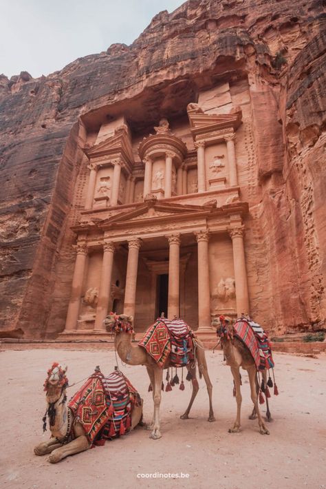 3 Dromedary in front of the Treasury, a building carved in a huge red cliff at Petra in Jordan. Petra In Jordan, Jordan Country, Desert Environment, Jordan Travel, Petra Jordan, Jordan Outfits, Horse Carriage, Hiding Places, Ancient City