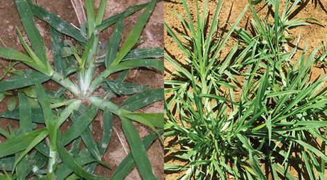 The Healing Power of Goose Grass – A Backyard Miracle for Over 10 Ailments Goose Grass Benefits, Wild Lettuce, Garlic Health Benefits, Sensitive Plant, Invasive Plants, Home Garden Plants, Healthy Scalp, Traditional Medicine, Healing Power