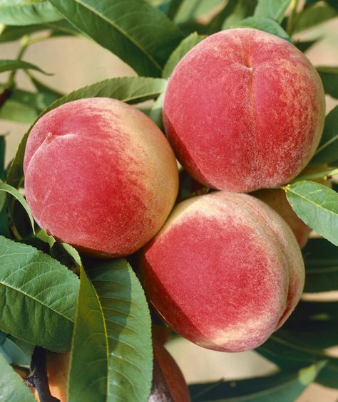 Peach Tree Diseases, Fruit Cocktail Tree, Pink Dogwood Tree, Fast Growing Vines, Orchard Garden, O Henry, Growing Vines, Pink Dogwood, Peach Tree