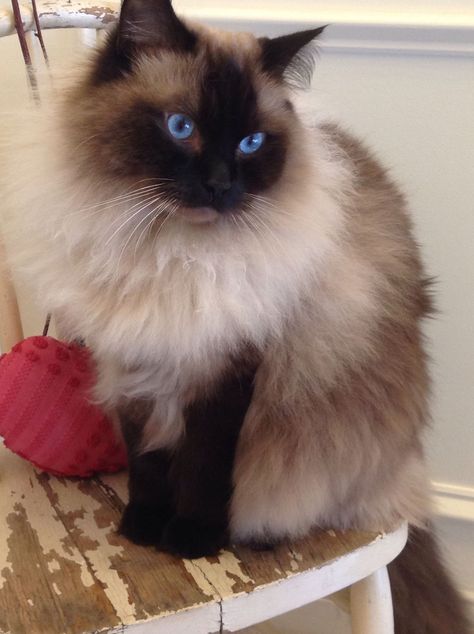 Flat Faced Cat, Ragdoll Kittens, Gatto Carino, Himalayan Cat, Ragdoll Cats, Ragdoll Kitten, Gorgeous Cats, Fluffy Cat, Ragdoll Cat