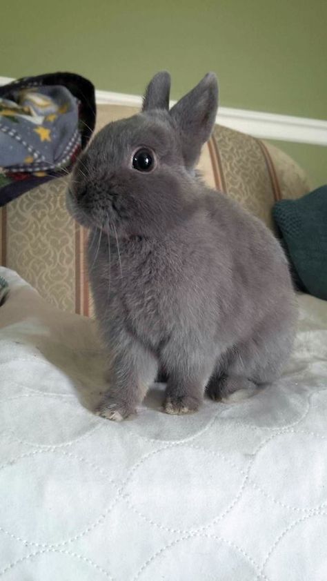 Cutest Bunny Ever, Gray Rabbit, Gray Bunny, Bunny Lady, Pet Bunny Rabbits, Grey Bunny, Pet Bunny, Maltese Puppy