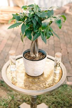 Unity ceremony. Watering of the tree. Fall wedding. Nashville, TN Wedding Symbols Marriage Unity Ceremony, Wedding Unity Ideas, Water Ceremony, Wedding Unity Ceremony Ideas, Unity Symbol, Unity Ceremony Ideas, Unity Ideas, Lilac Bush, Wedding Ceremony Seating