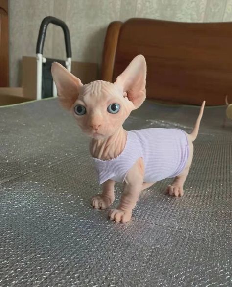 Shaved Cat, Cat Rooms, Hairless Kitten, Cute Hairless Cat, Lover Cats, Kitten Treats, Kitten Funny, Funny Looking Cats, Kitten Drawing