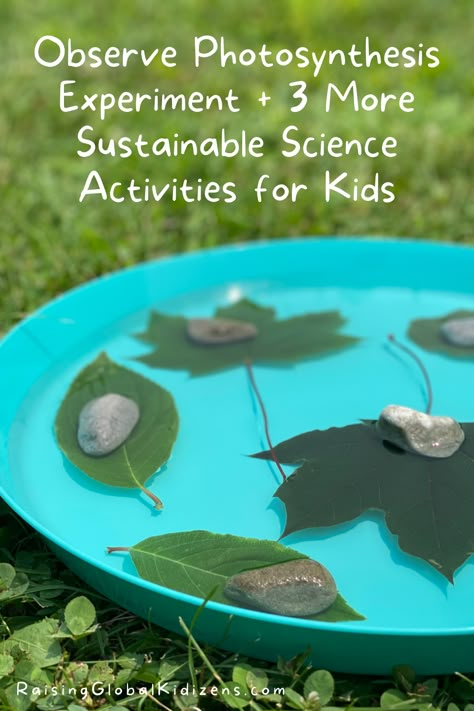 Olympic Activities For Kids, Photosynthesis Projects, 6th Grade Science Projects, Life Science Experiments, Photosynthesis Activities, Benefits Of Seaweed, Pollution Activities, Olympic Activities, Outdoor Science